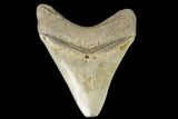 Serrated, 3.48" Megalodon Tooth - Aurora, North Carolina - #130015-1